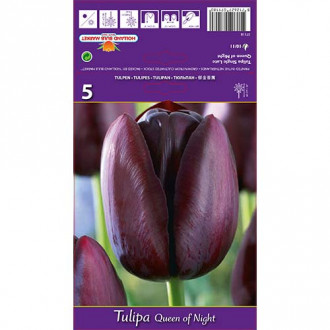 Tulpe Queen of Night interface.image 3