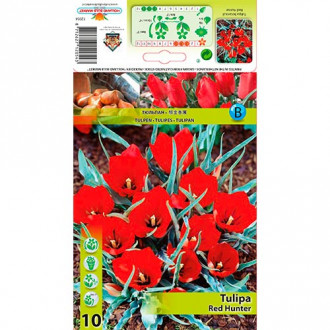 Tulpe Red Hunter interface.image 1