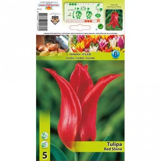 Tulpe Red Shine interface.image 3