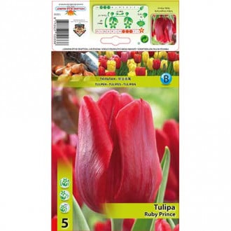 Tulpe Ruby Prince interface.image 5