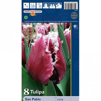 Tulpe San Pablo interface.image 4