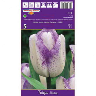Tulpe Shirley interface.image 3
