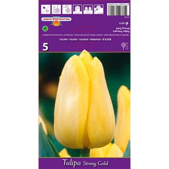 Tulpe Strong Gold interface.image 3