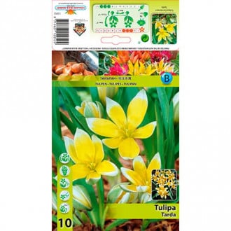 Tulpe Tarda interface.image 6