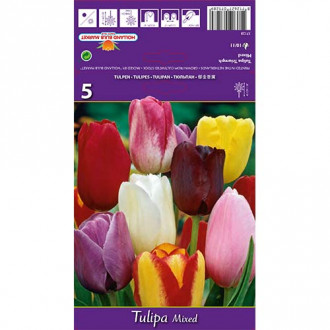 Tulpe Triumph, farbmischung interface.image 2