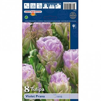 Tulpe Violet Prana interface.image 4