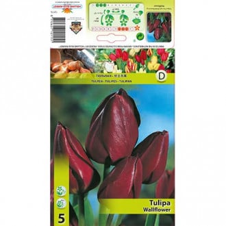 Tulpe Wallflower interface.image 6