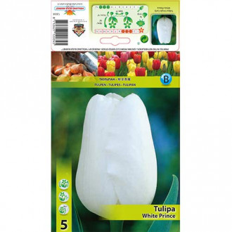 Tulpe White Prince Bild 10 Tulpe White Prince interface.image 10