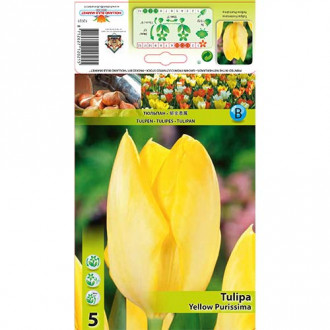 Tulpe Yellow Purissima interface.image 1