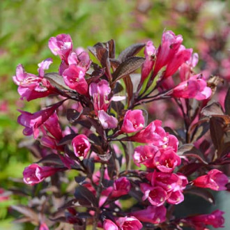 Weigela florida Wine and Roses Alexandra, С2 interface.image 4