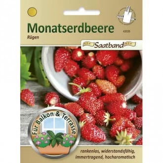 Monatserdbeere Rügen interface.image 2