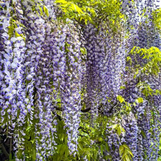 Wisteria floribunda Domino, С2 interface.image 2