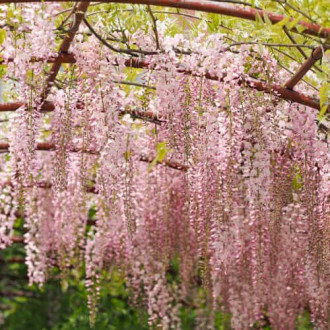 Wisteria floribunda Kuchi-beni, С2 interface.image 3