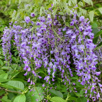 Wisteria floribunda Multijuga, С2 interface.image 4