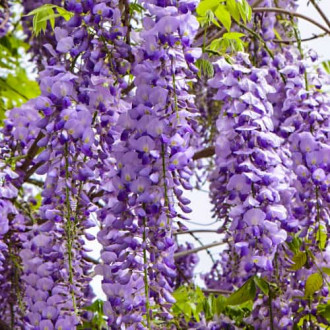 Wisteria floribunda Royal Purple, С2 interface.image 5