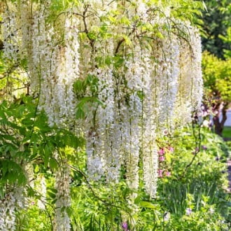 Wisteria floribunda Shiro-noda, С2 interface.image 6