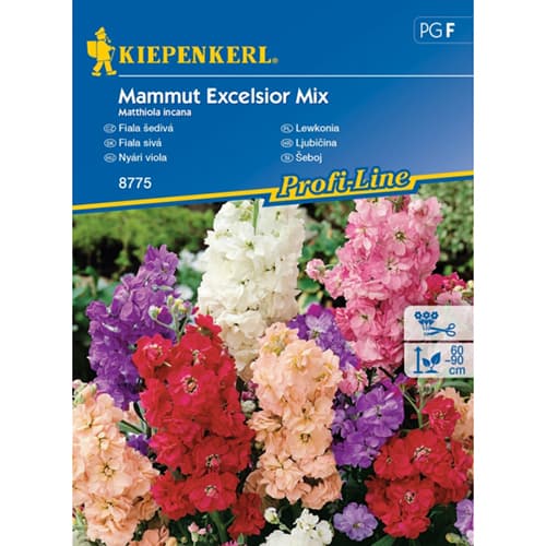 Levkoje Mammut Excelsior Mischung interface.art Bild 1 Levkoje Mammut Excelsior Mischung interface.image 1 interface.art 96558