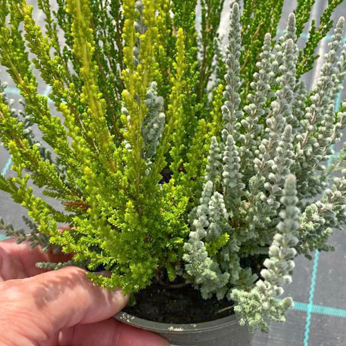 Besenheide Trio Girls Zelia/Zilly/Zelda interface.image 1 interface.art 5430