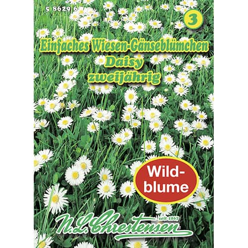 Tausendschön Daisy interface.art Bild 1 Tausendschön Daisy interface.image 1 interface.art 87801