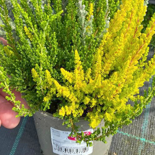 Besenheide Trio Girls Zelia/Zilly/Zoe interface.image 1 interface.art 5429