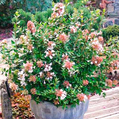 Abelia Autumn Festival interface.art Bild 1 Abelia Autumn Festival interface.image 1 interface.art 5580