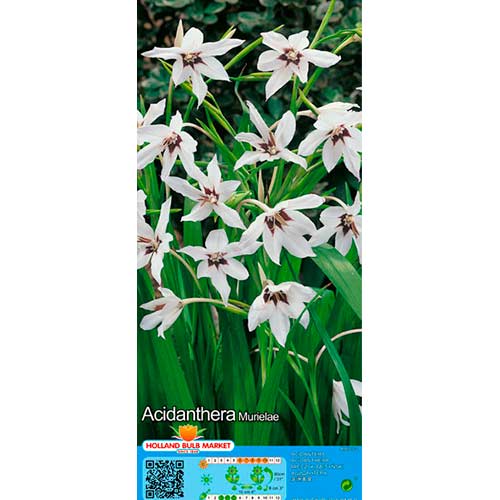 Abessinische Gladiole Murielae interface.art Bild 1 Abessinische Gladiole Murielae interface.image 1 interface.art 76369