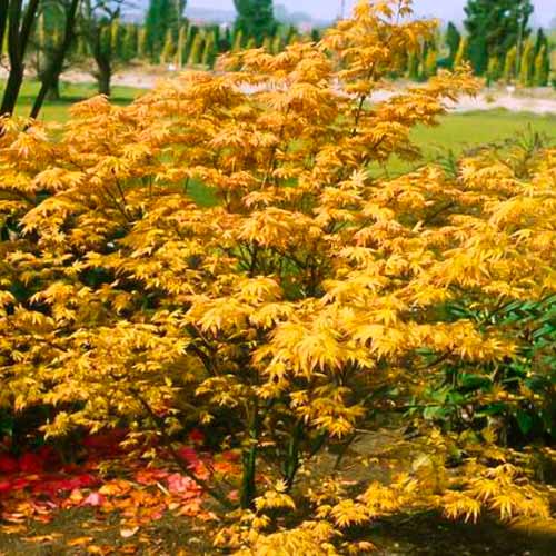 Ahorn japanischer Orange Dream interface.image 1 interface.art 5584