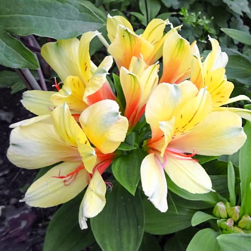 Alstroemeria Spring Valley® Tesvalsprin, С2 interface.image 1 interface.art 5457