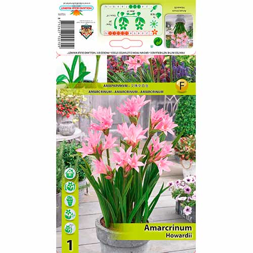 Amarcrinum Howardii interface.art Bild 1 Amarcrinum Howardii interface.image 1 interface.art 76162