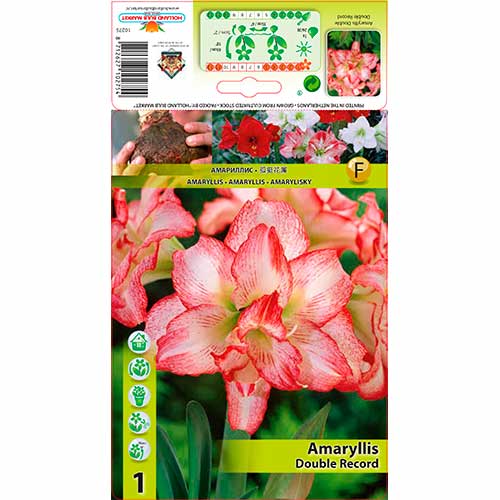 Amaryllis (Ritterstern) Double Record interface.art Bild 1 Amaryllis (Ritterstern) Double Record interface.image 1 interface.art 76163
