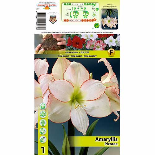 Amaryllis Picotee interface.art Bild 1 Amaryllis Picotee interface.image 1 interface.art 70329