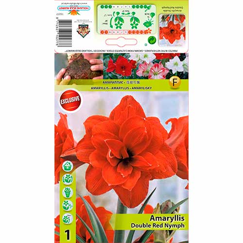 Amaryllis Red Nymph interface.art Bild 1 Amaryllis Red Nymph interface.image 1 interface.art 70330