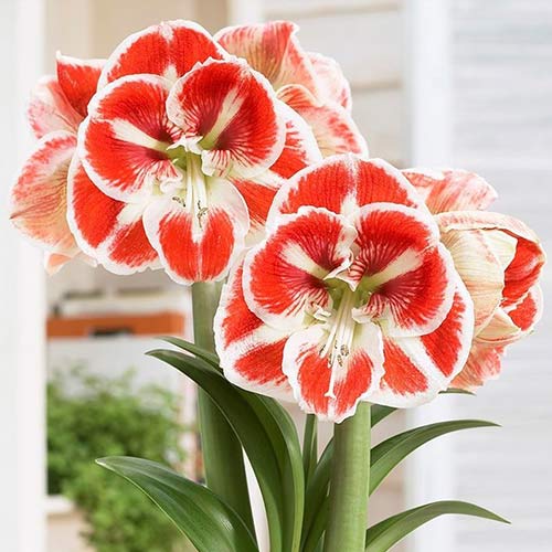 Amaryllis (Ritterstern) Samba interface.image 1 interface.art 76015