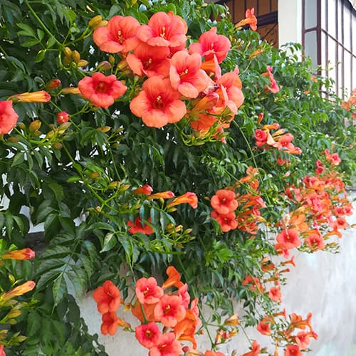 Klettertrompete , P9 interface.image 1 interface.art 9181