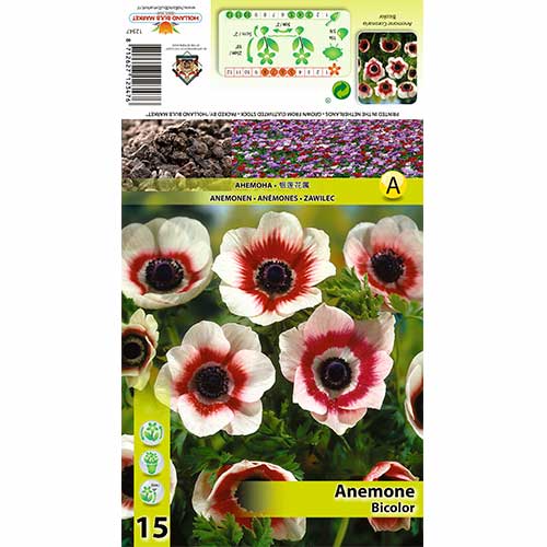 Anemone Bicolor interface.image 1 interface.art 70334