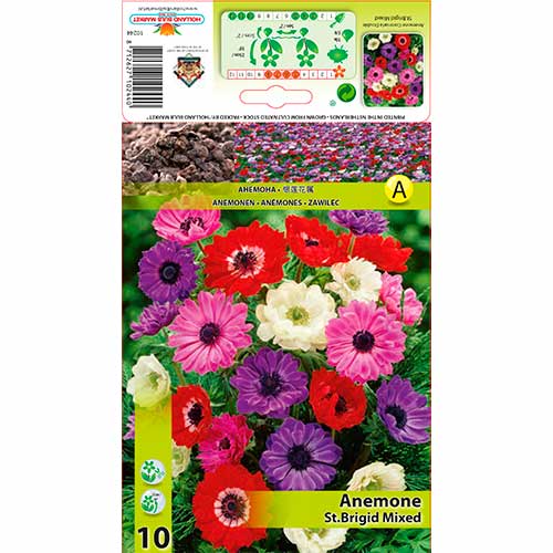 Anemone St.Brigid Mixed interface.art Bild 1 Anemone St.Brigid Mixed interface.image 1 interface.art 70341