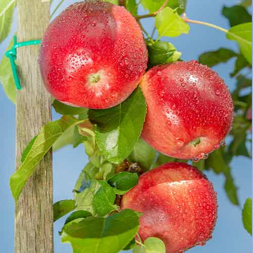 Apfel (columnar) Carneval interface.image 1 interface.art 2002