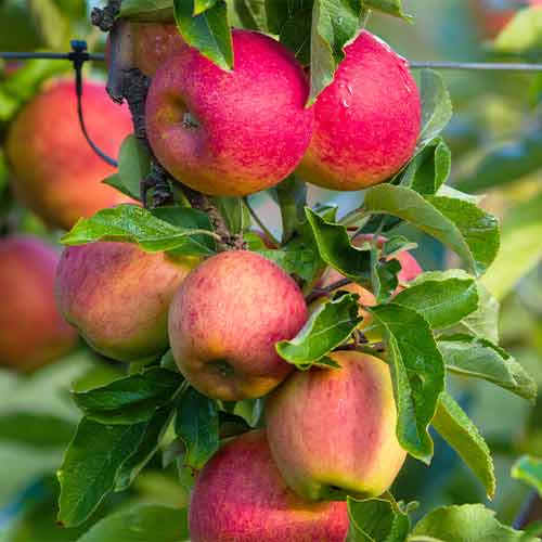 Apfel (columnar) Fuji interface.art Bild 1 Apfel (columnar) Fuji interface.image 1 interface.art 2003