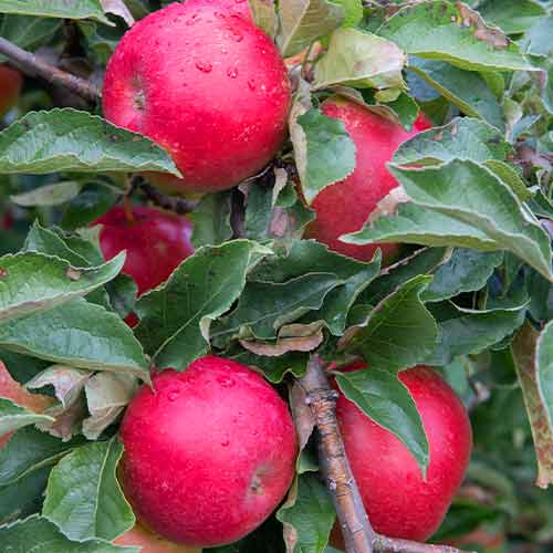 Apfel (columnar) Mars interface.image 1 interface.art 2005