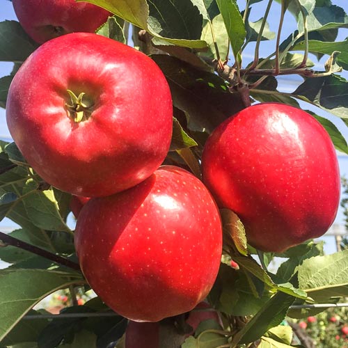 Apfel Gala Lord interface.image 1 interface.art 7974