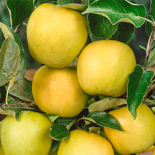 Apfel Golden Reinders, C2 interface.image 1 interface.art 1634