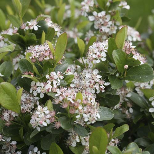 Apfelbeere Revontuli Spreader PBR, C3 interface.image 1 interface.art 8504