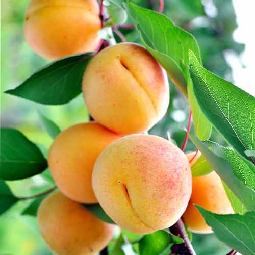 Aprikose (columnar) Anubis interface.art Bild 1 Aprikose (columnar) Anubis interface.image 1 interface.art 2007