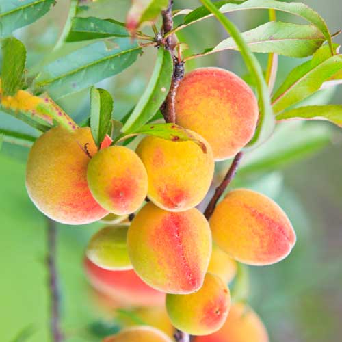 Aprikose (columnar) Perla interface.image 1 interface.art 2009