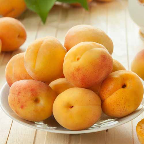 Aprikose Roy interface.image 1 interface.art 4857