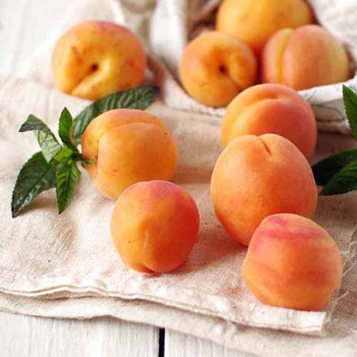 Aprikose Tahiti interface.image 1 interface.art 4858