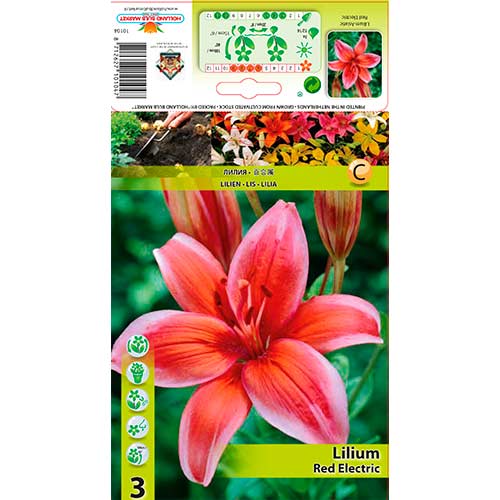 Asiatische Lilie Red Carper interface.art Bild 1 Asiatische Lilie Red Carper interface.image 1 interface.art 76321