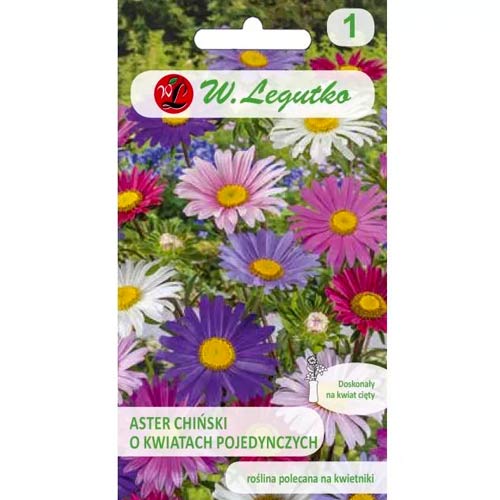 Aster Madeleine mischung Legutko interface.image 1 interface.art 96693