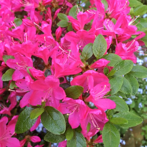 Azalee Geisha Purple interface.image 1 interface.art 9554