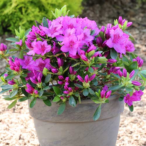 Azalee Konigstein, P9 interface.art Bild 1 Azalee Konigstein, P9 interface.image 1 interface.art 5643